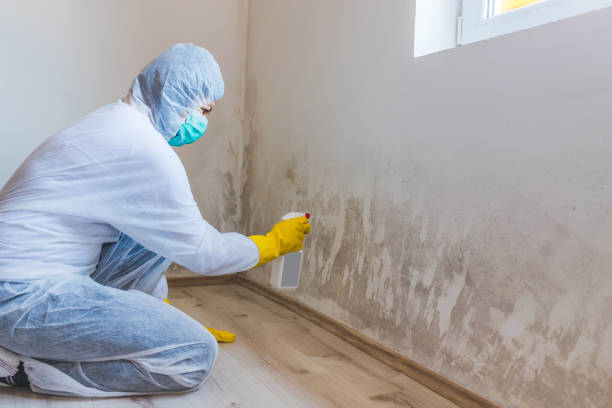 Licensed Attic Mold Removal service in Linden, TX - WQB Mold Removal