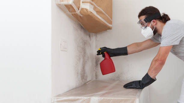 Professional Attic Mold Removal technician working in Linden, TX