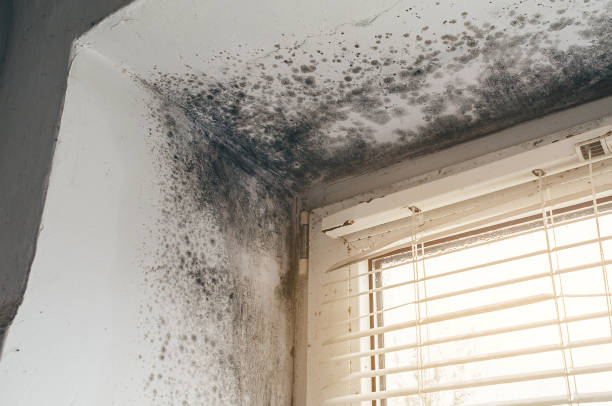 Affordable Attic Mold Removal solutions in Linden, TX