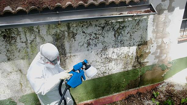 Top rated local Attic Mold Removal specialists in Linden, TX